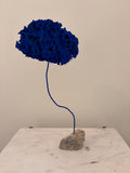 Blue Sponge